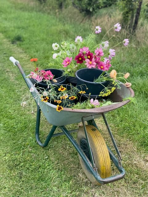 Kruiwagen vol met vers geplukte boeketten in de pluktuin