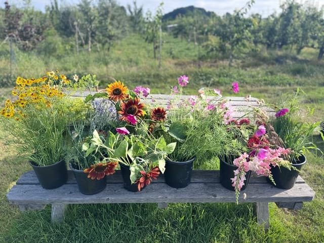 Sfeerbeeld van het bloemenveld bij Beemster Bloemen