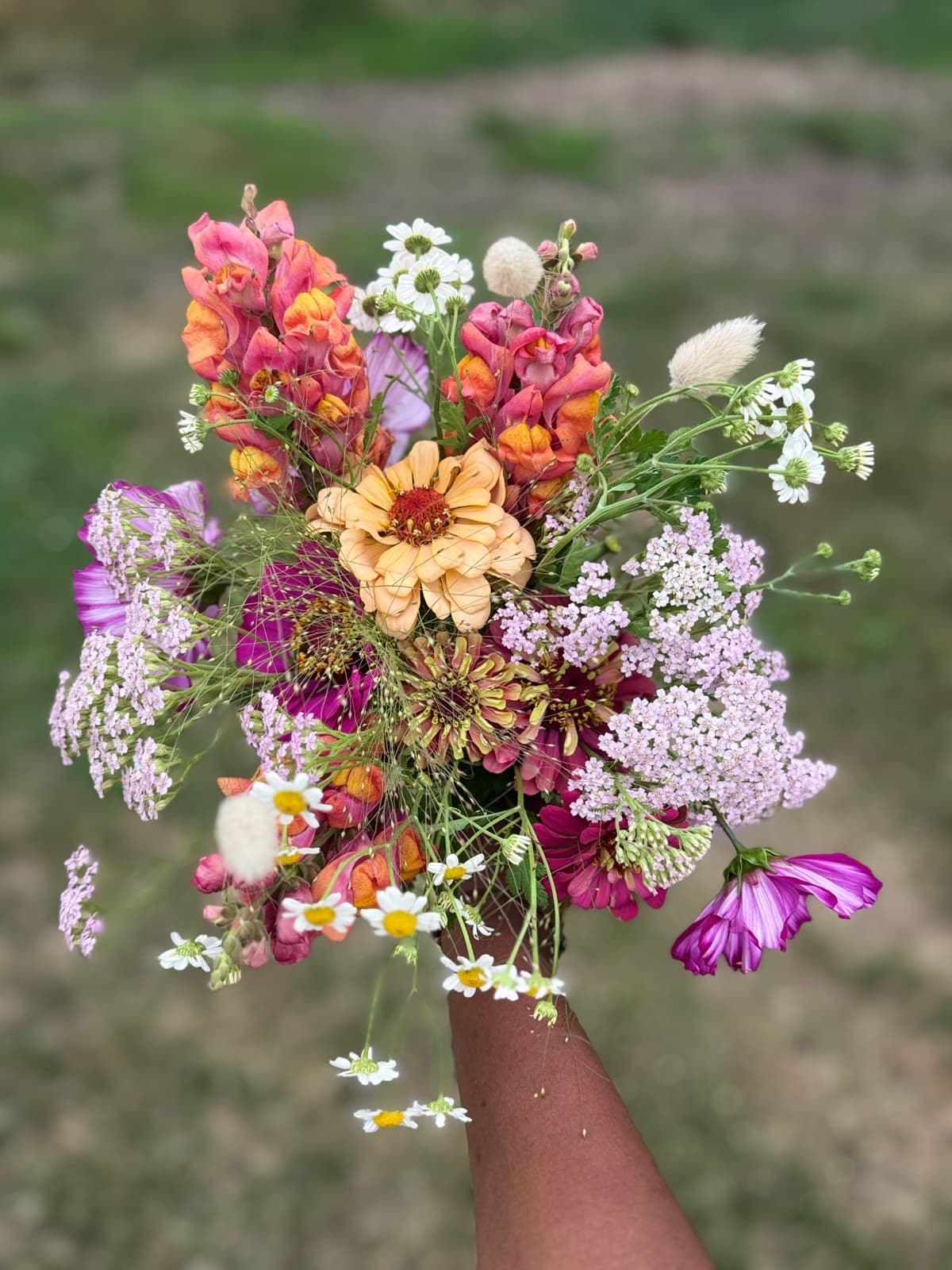 Vers geplukt boeket met dahlia's en zinnia's in de hand